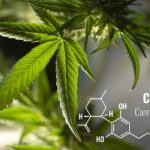 golden cbd